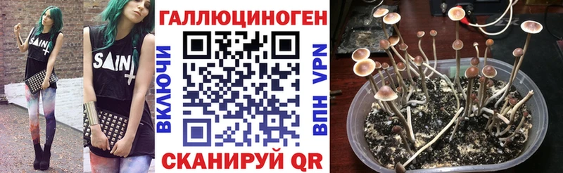 Псилоцибиновые грибы Psilocybe  где можно купить   Кольчугино 